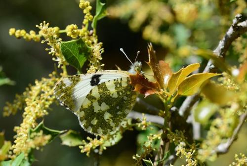 Réf. 252 597 : Euchloe crameri